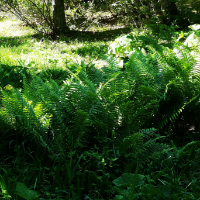 たじま高原植物園 たじま高原植物園