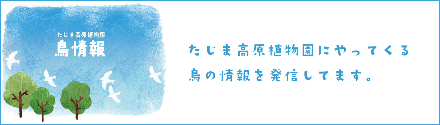 鳥情報