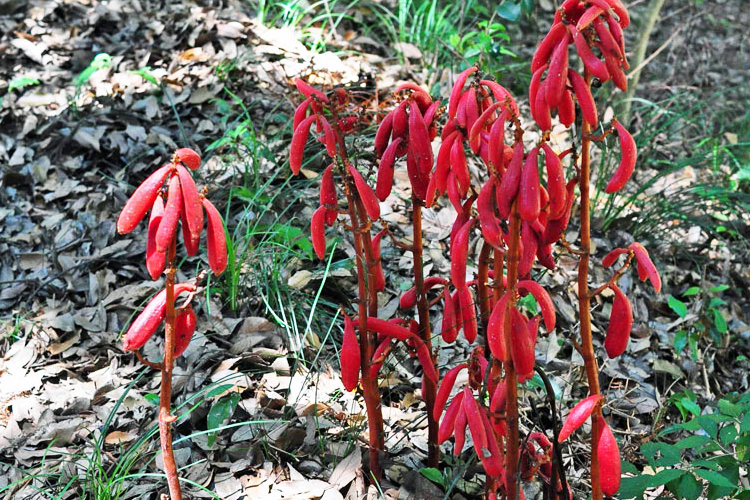 ツチアケビ乾燥品 1000グラム 土通草 ツチアケビ（土木通） - 薬草
