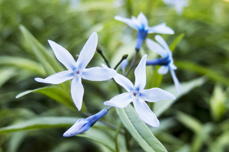 丁字草 たじま高原植物園