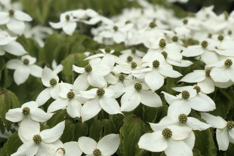 山法師 | たじま高原植物園